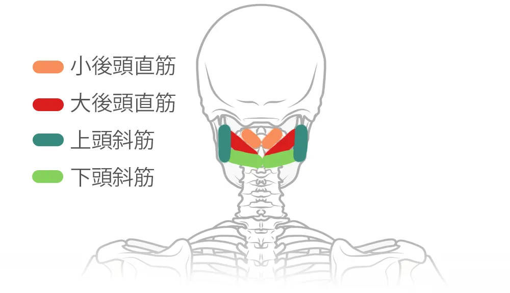 後ろから見る首の筋の図